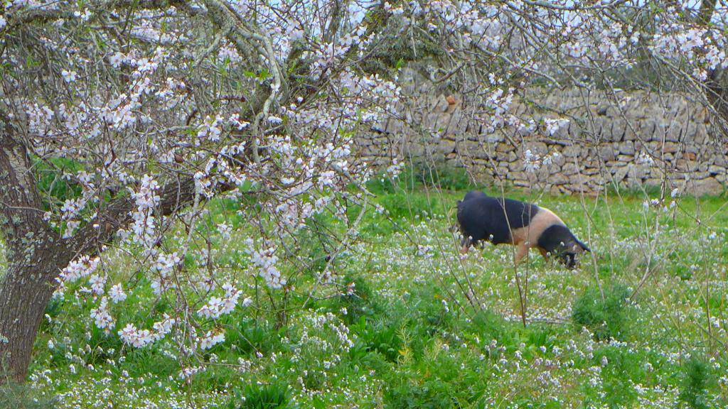 Schwein im Blütenmeer